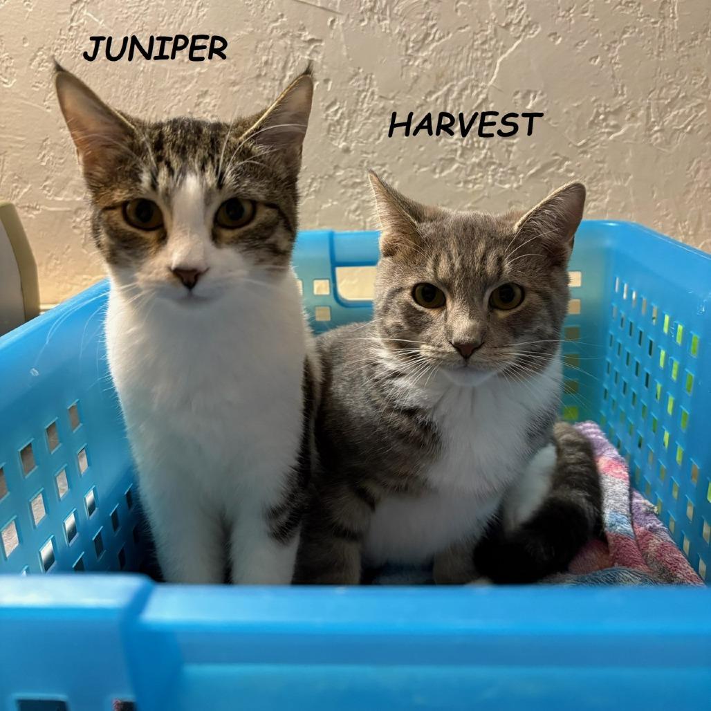 petfinder prescott az