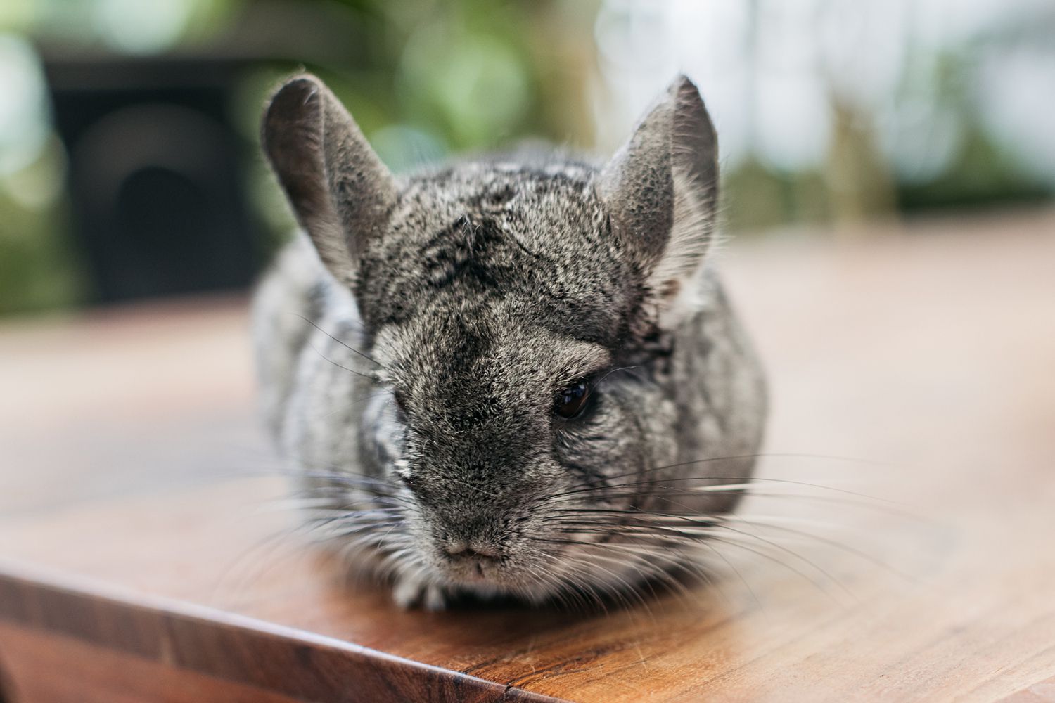 small animals for pets