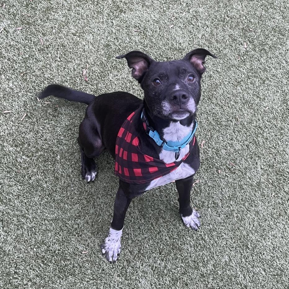 petfinder charlottesville va