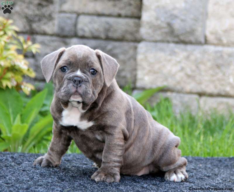pitbull and english bulldog mix for sale