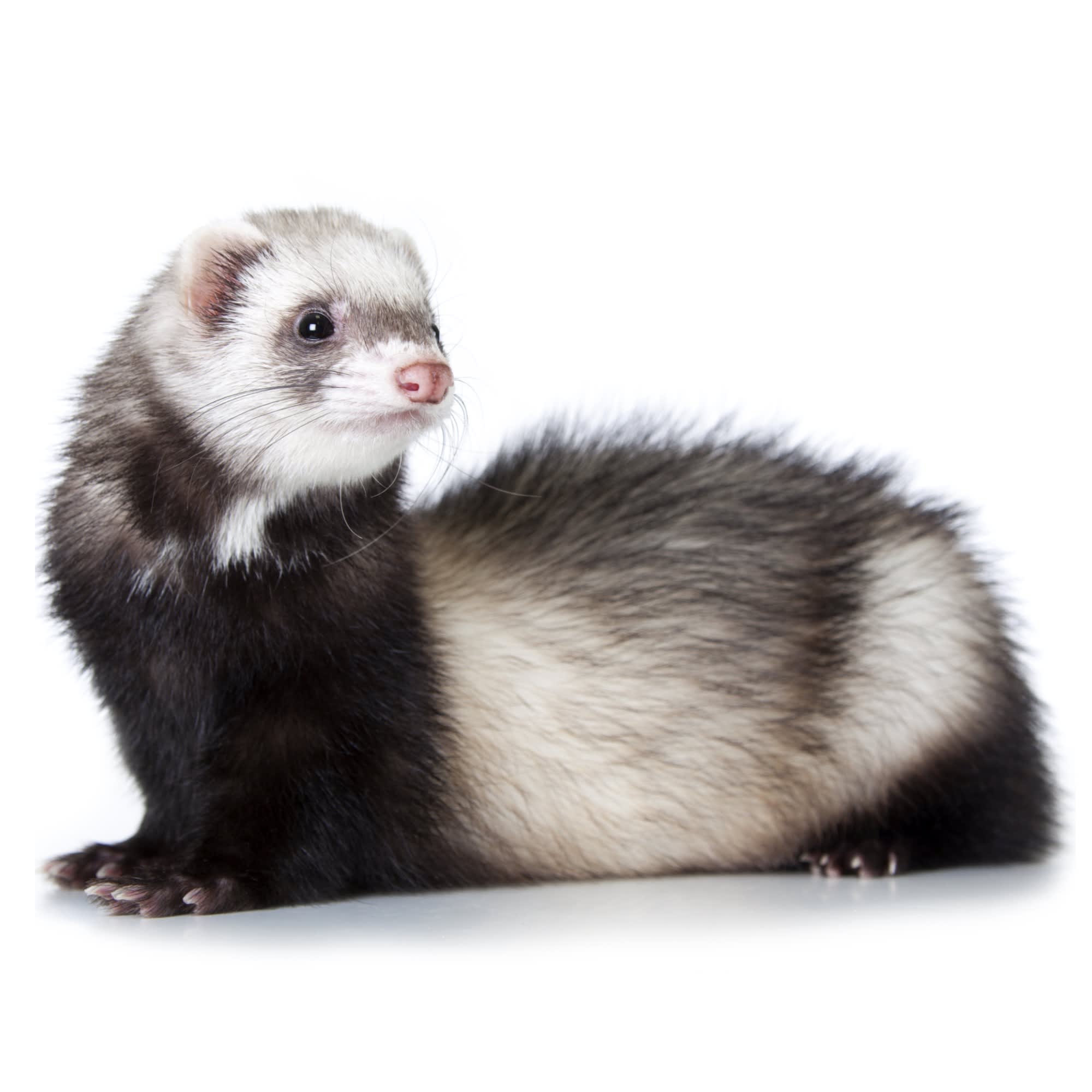 ferrets for sale in los angeles