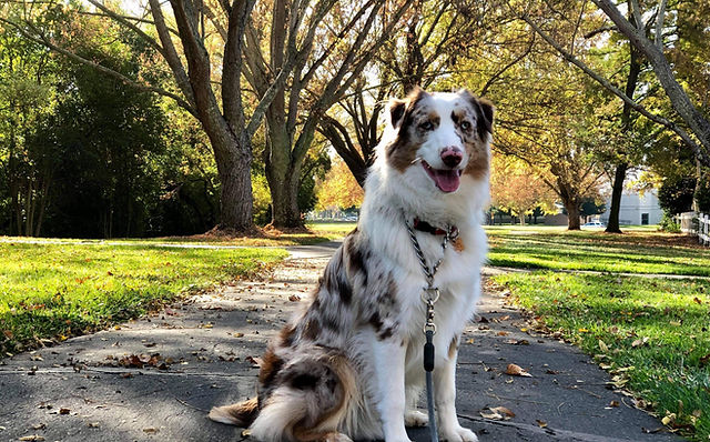 australian shepherd rescue north texas
