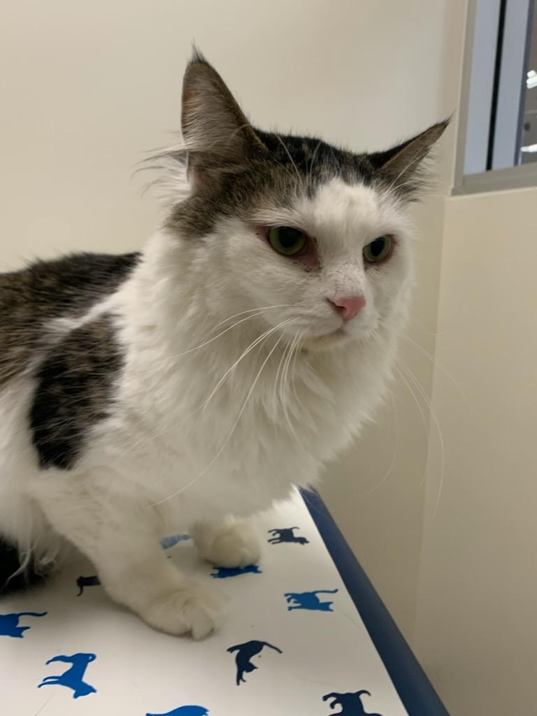 petfinder santa clarita