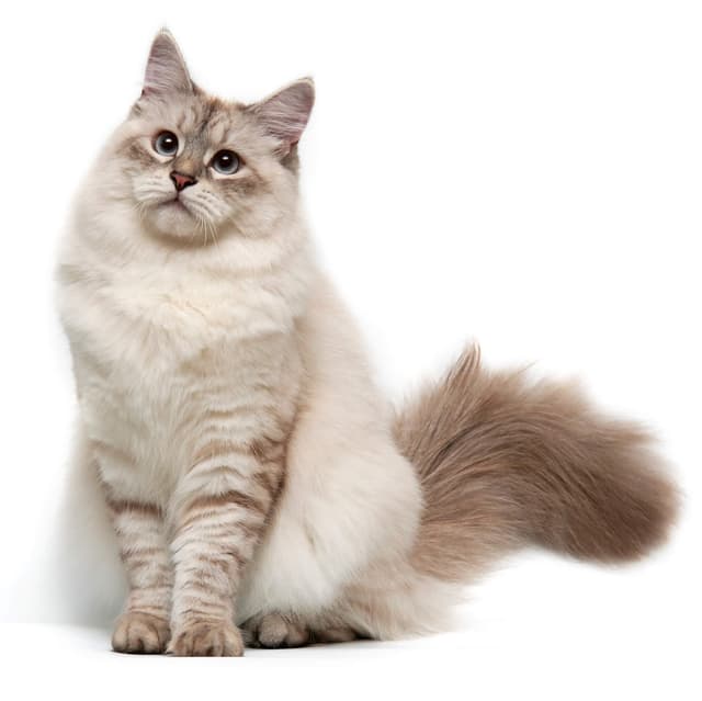 cat breeds beginning with s