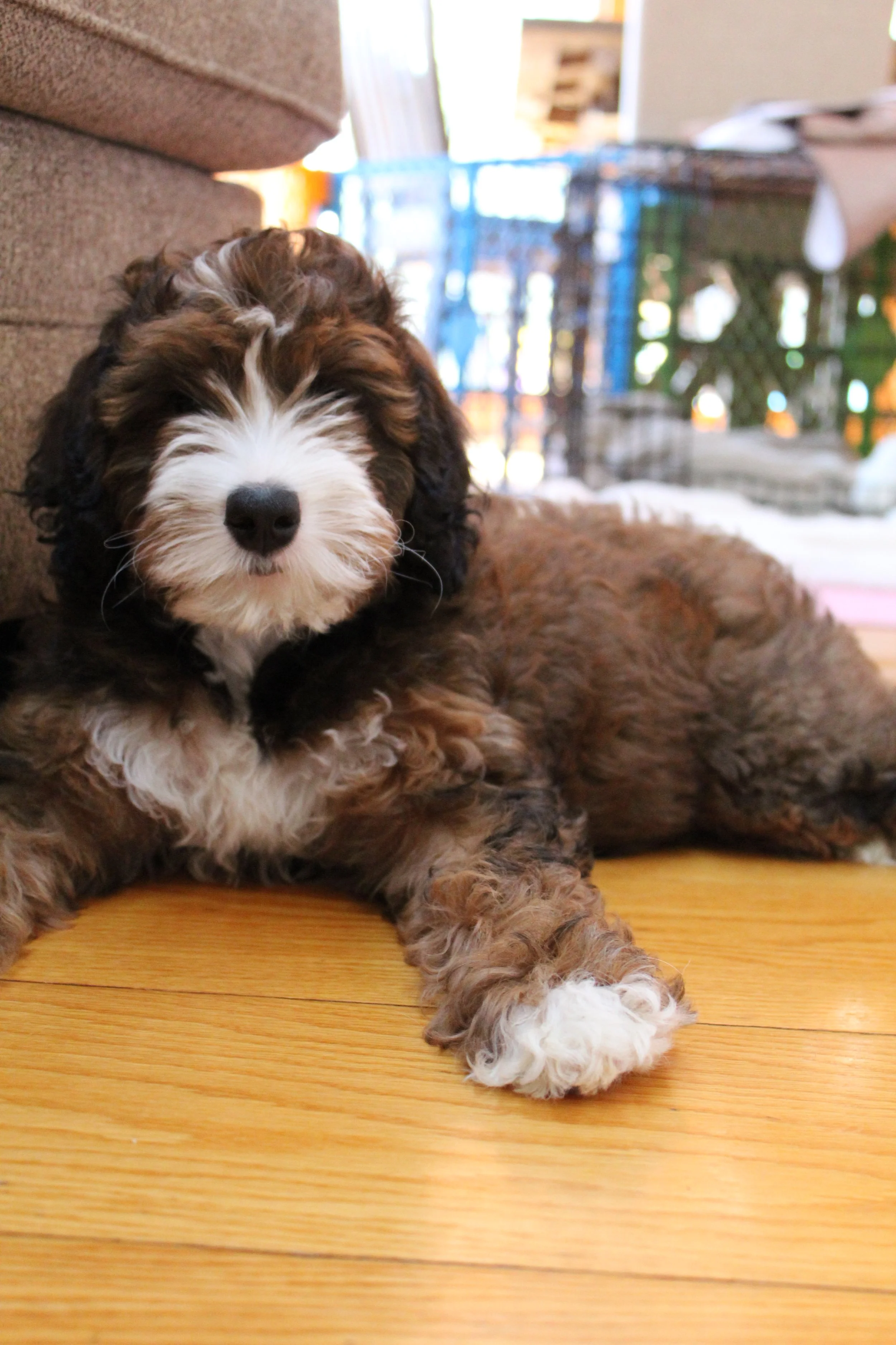bernedoodle breeders new england