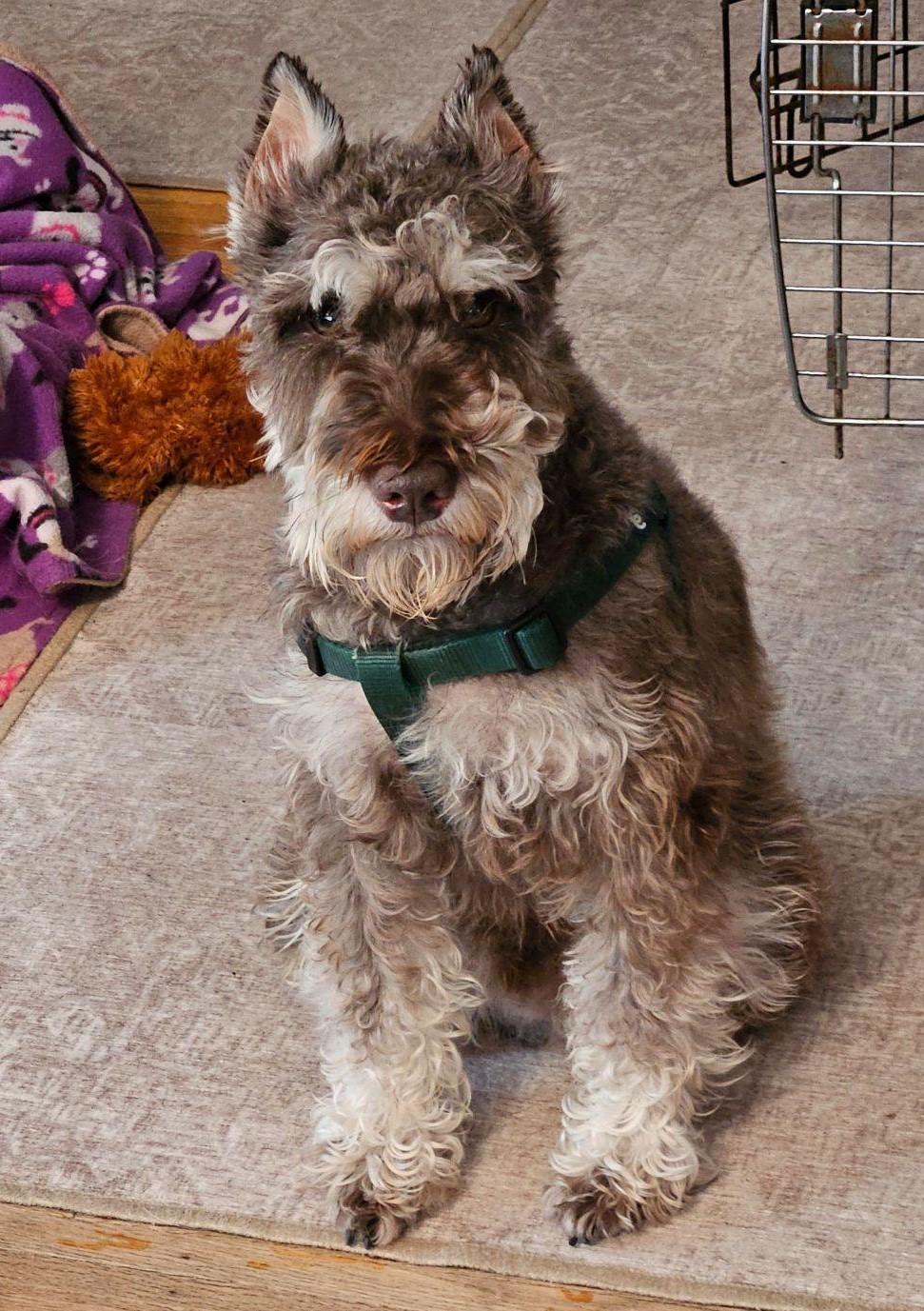rescue schnauzers near me