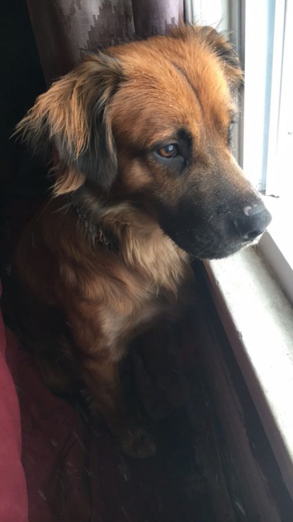 golden retriever shepherd mix puppies for sale