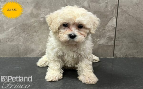 maltipoo puppies for sale texas