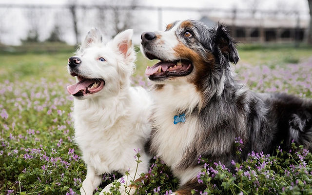 australian shepherd adoption near me