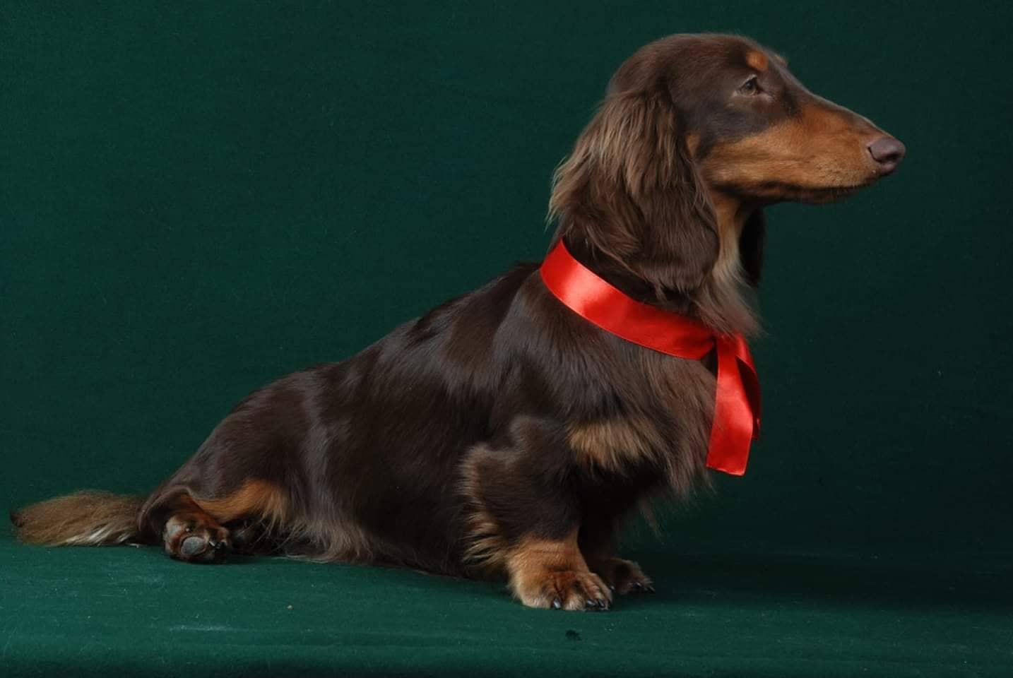 dachshund breeders indiana