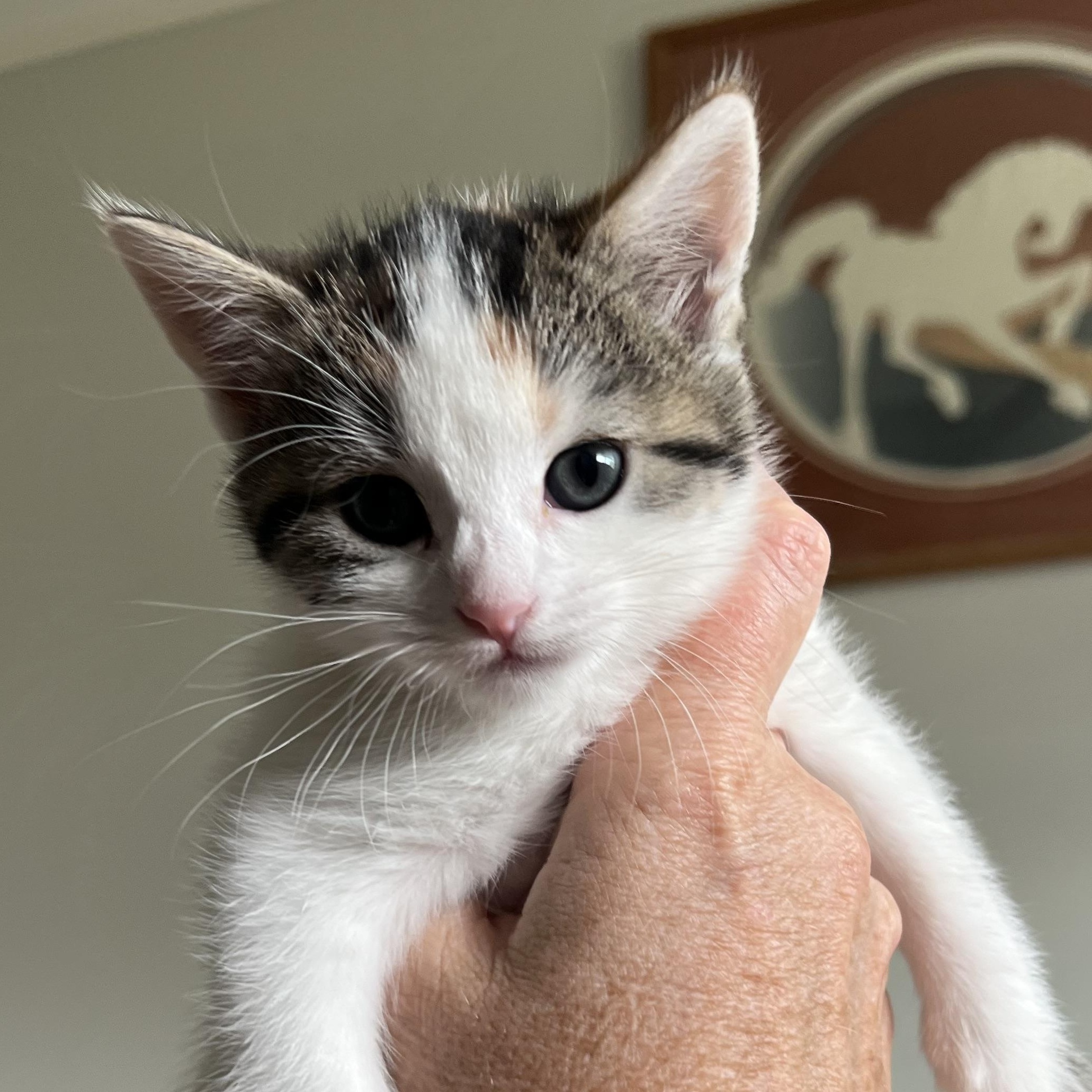 petfinder santa clarita