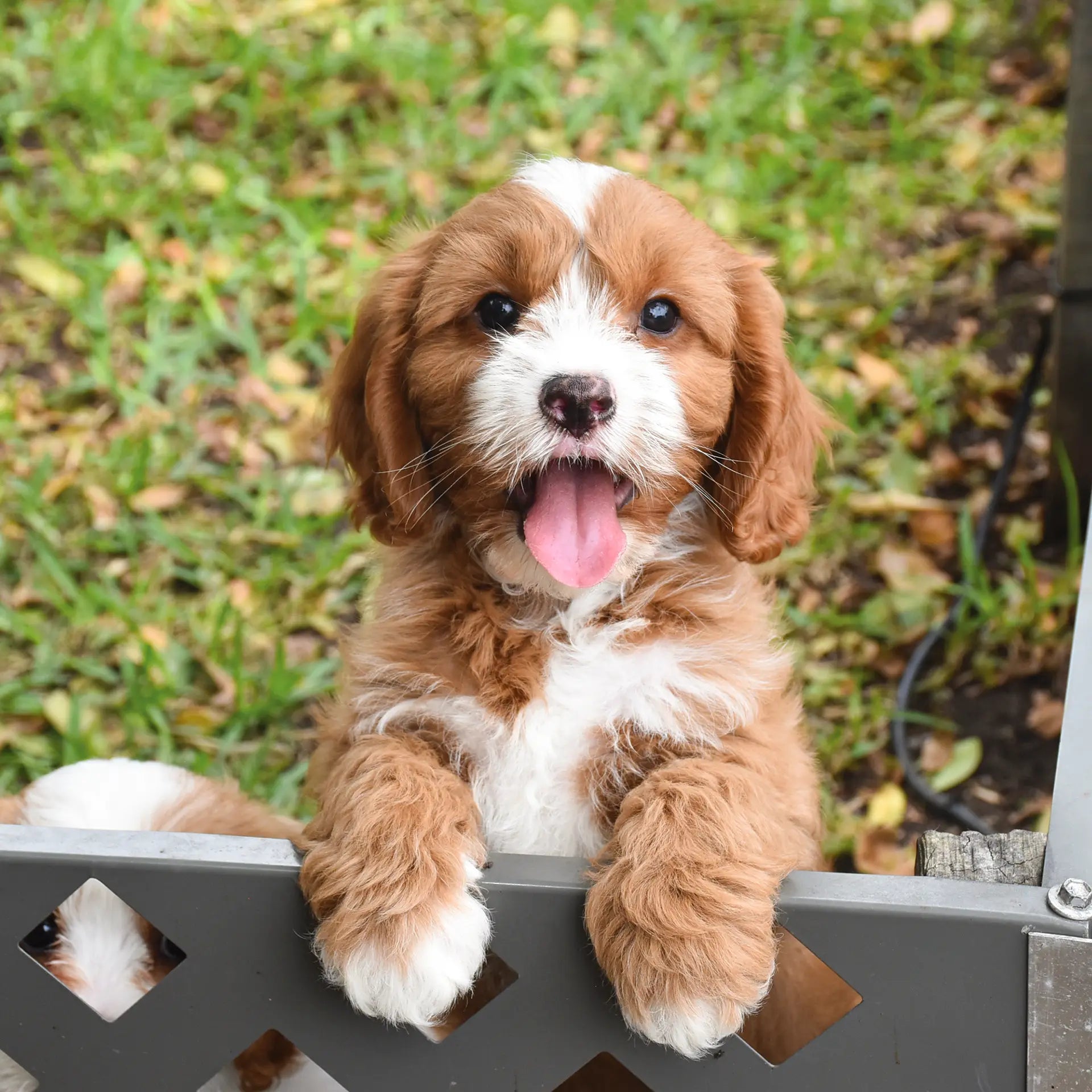 cheap small dogs for sale