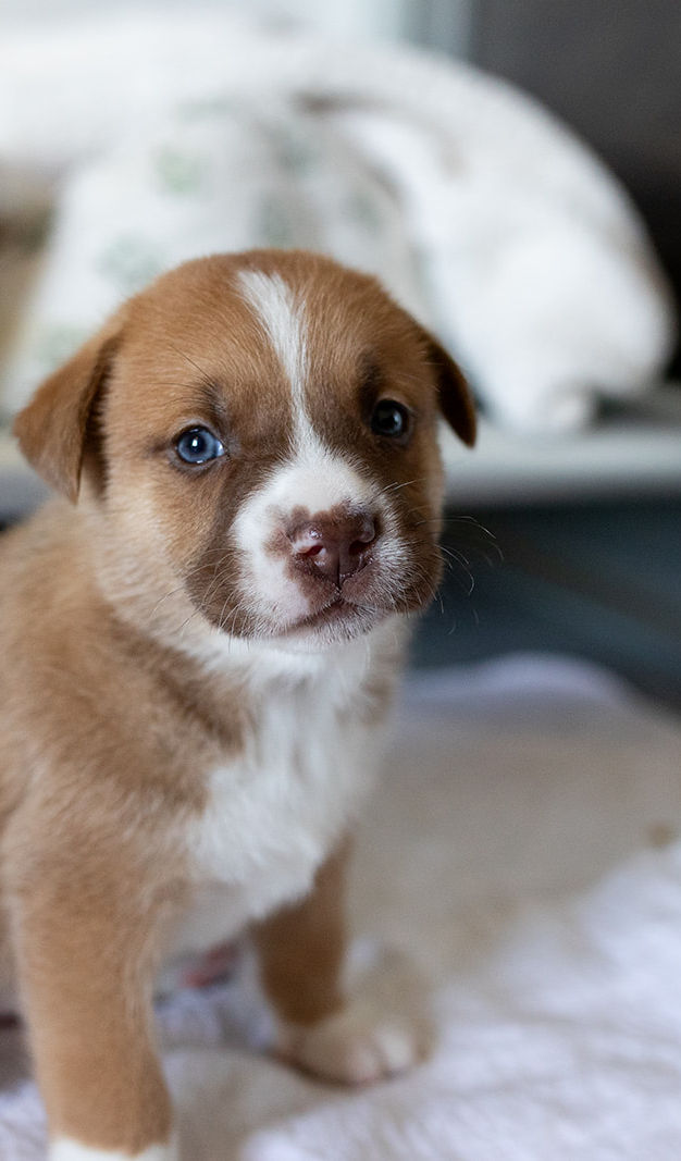 dog shelter rescue near me