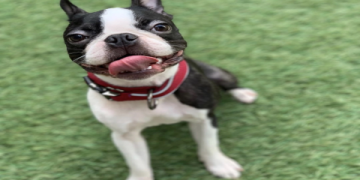 boston terriers for sale in michigan