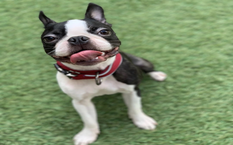 boston terriers for sale in michigan