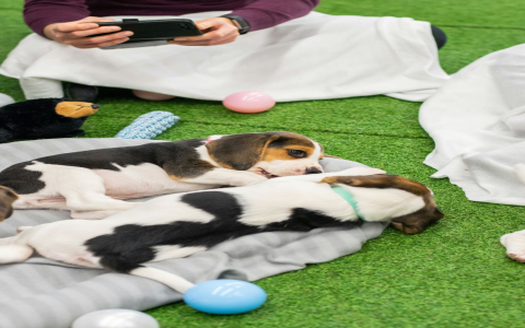 local puppy breeders