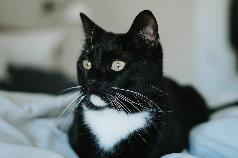 cat tuxedo breed