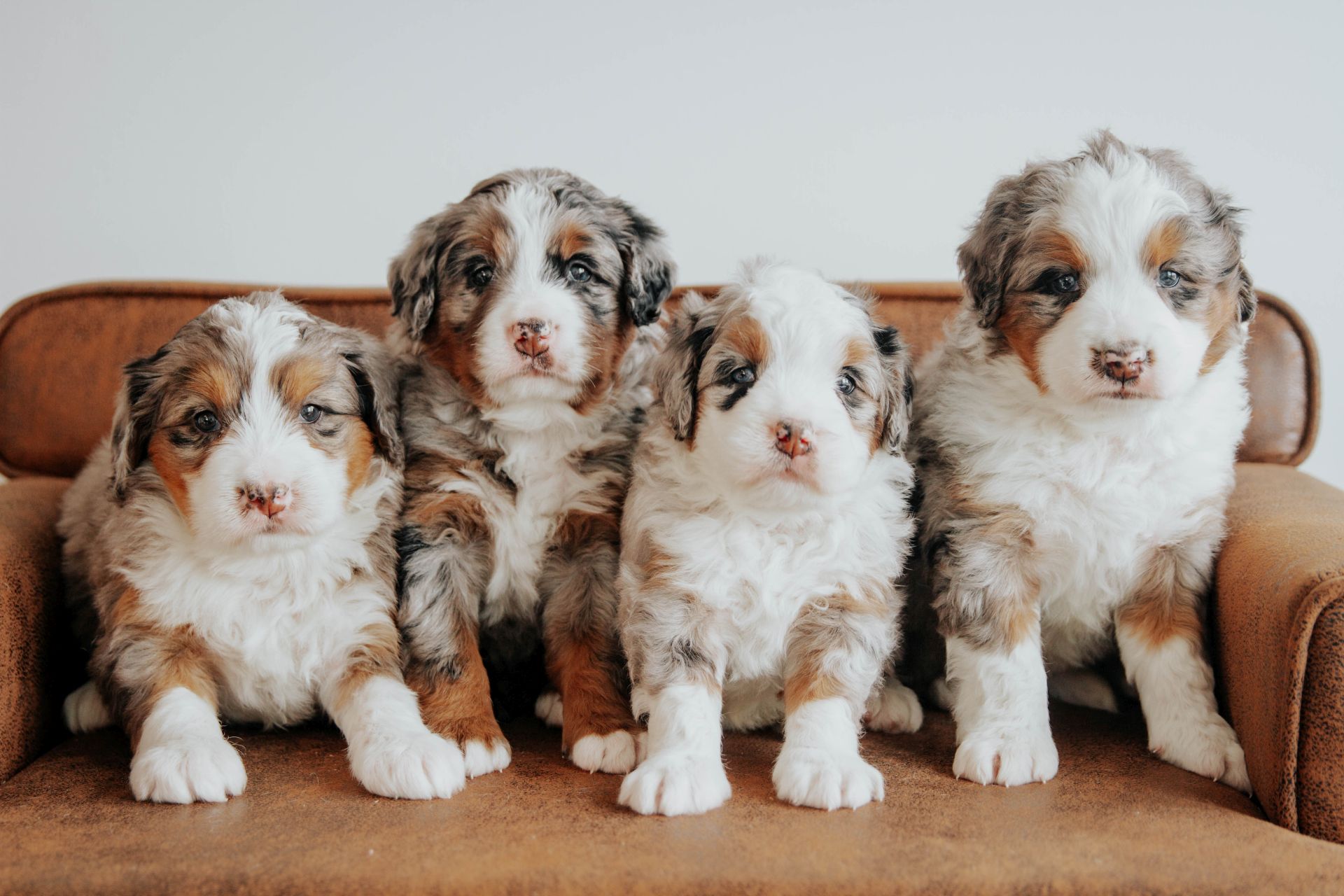 bernedoodle puppies virginia