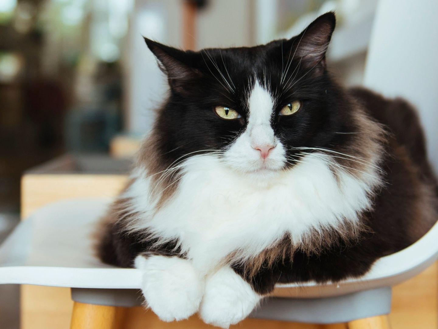 cat tuxedo breed