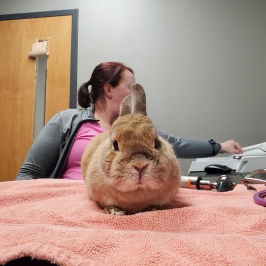 adopt a giant rabbit