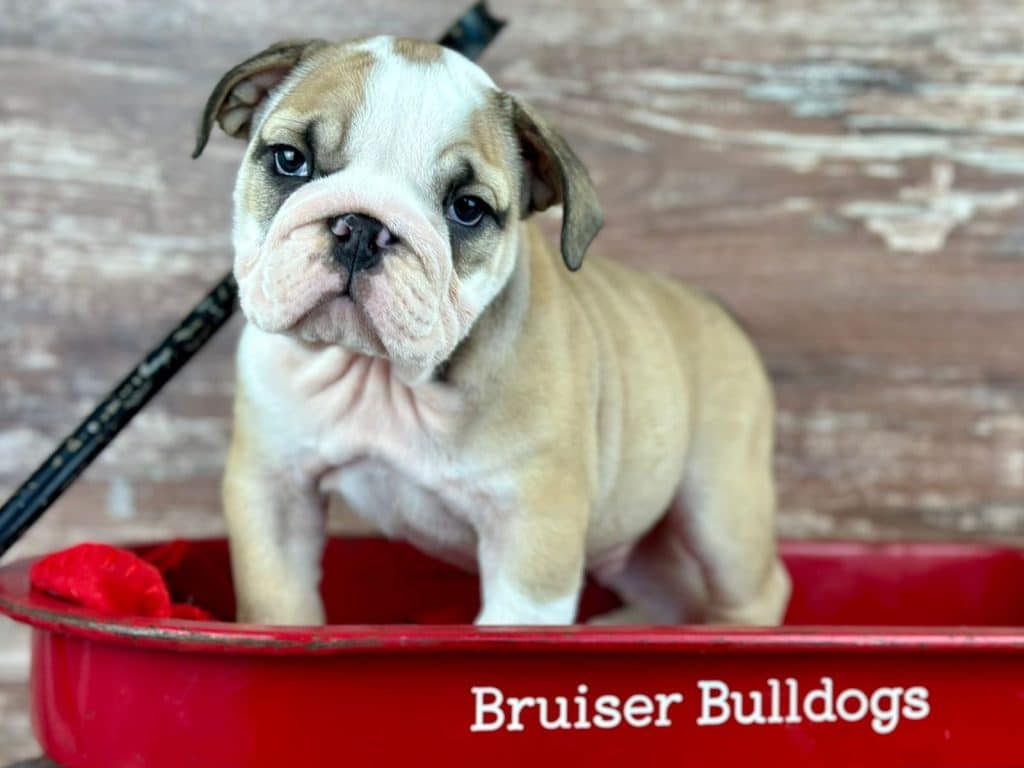 english bulldog puppies michigan