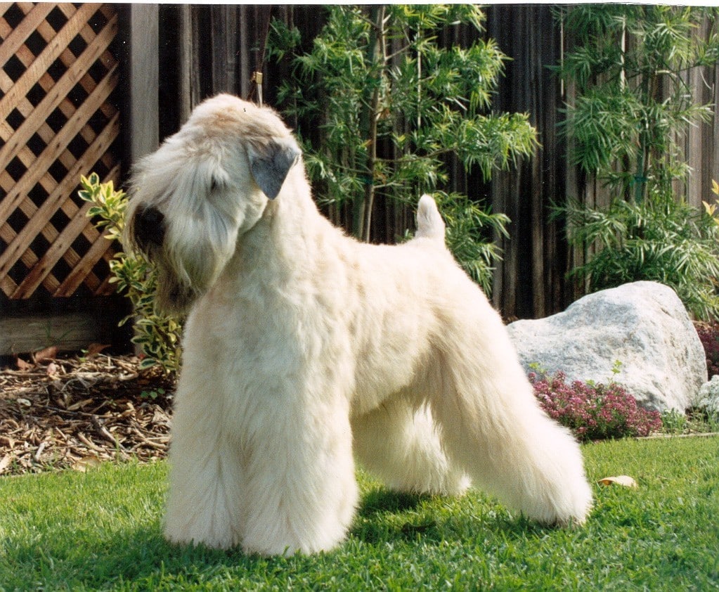 wheaten terrier photos