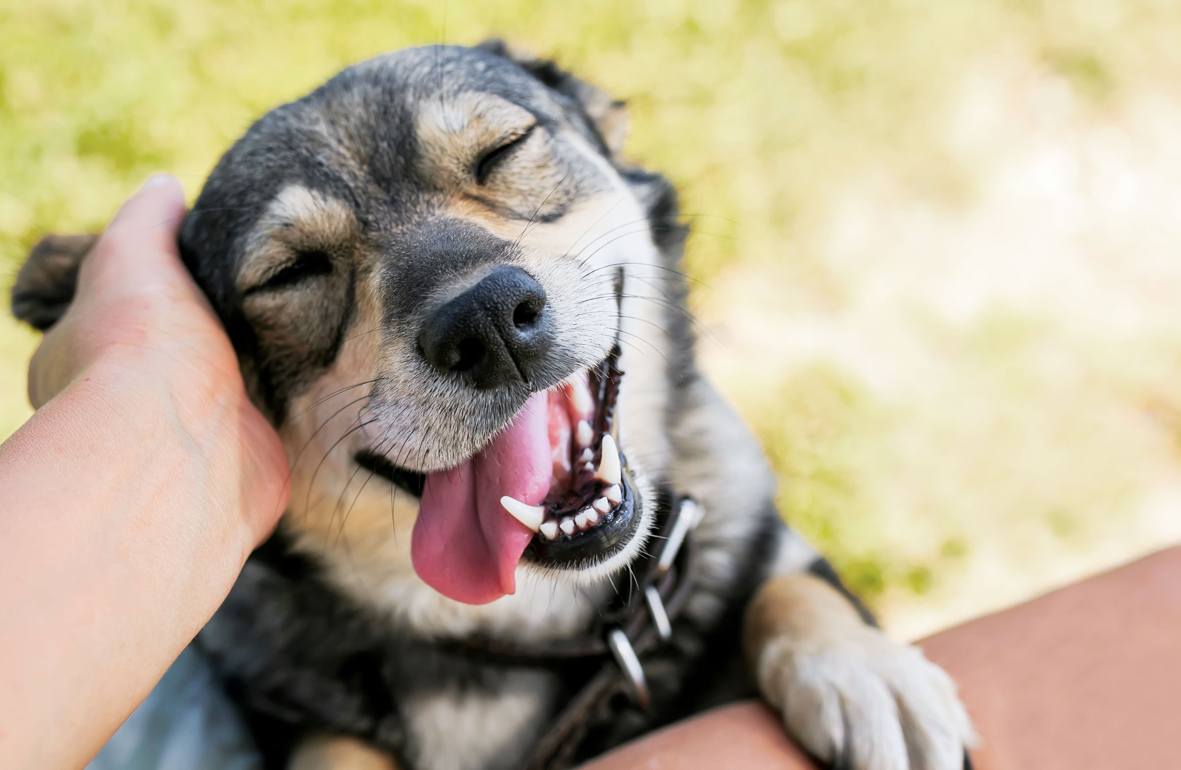 adoptar perros gratis tampa