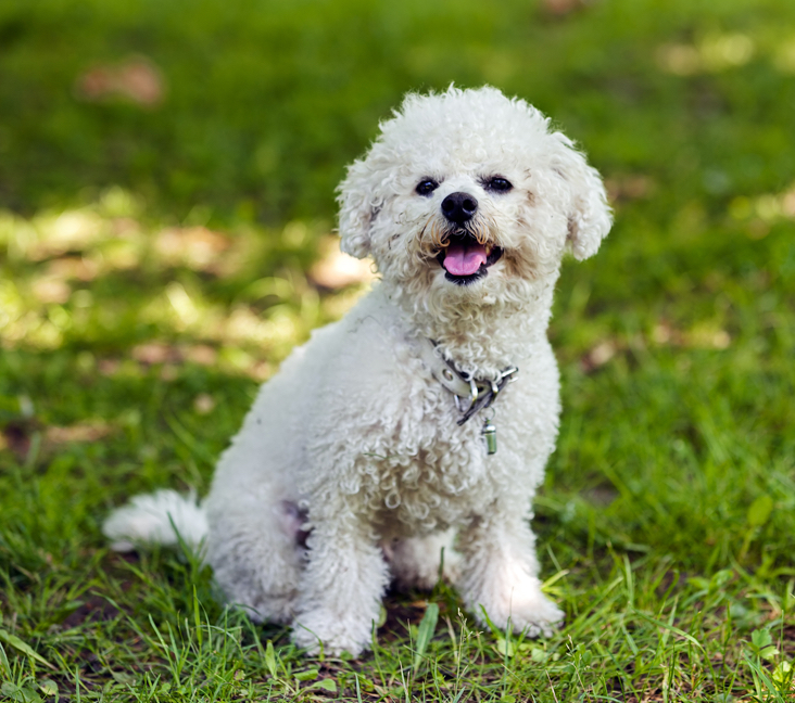 bichon frise breeders florida