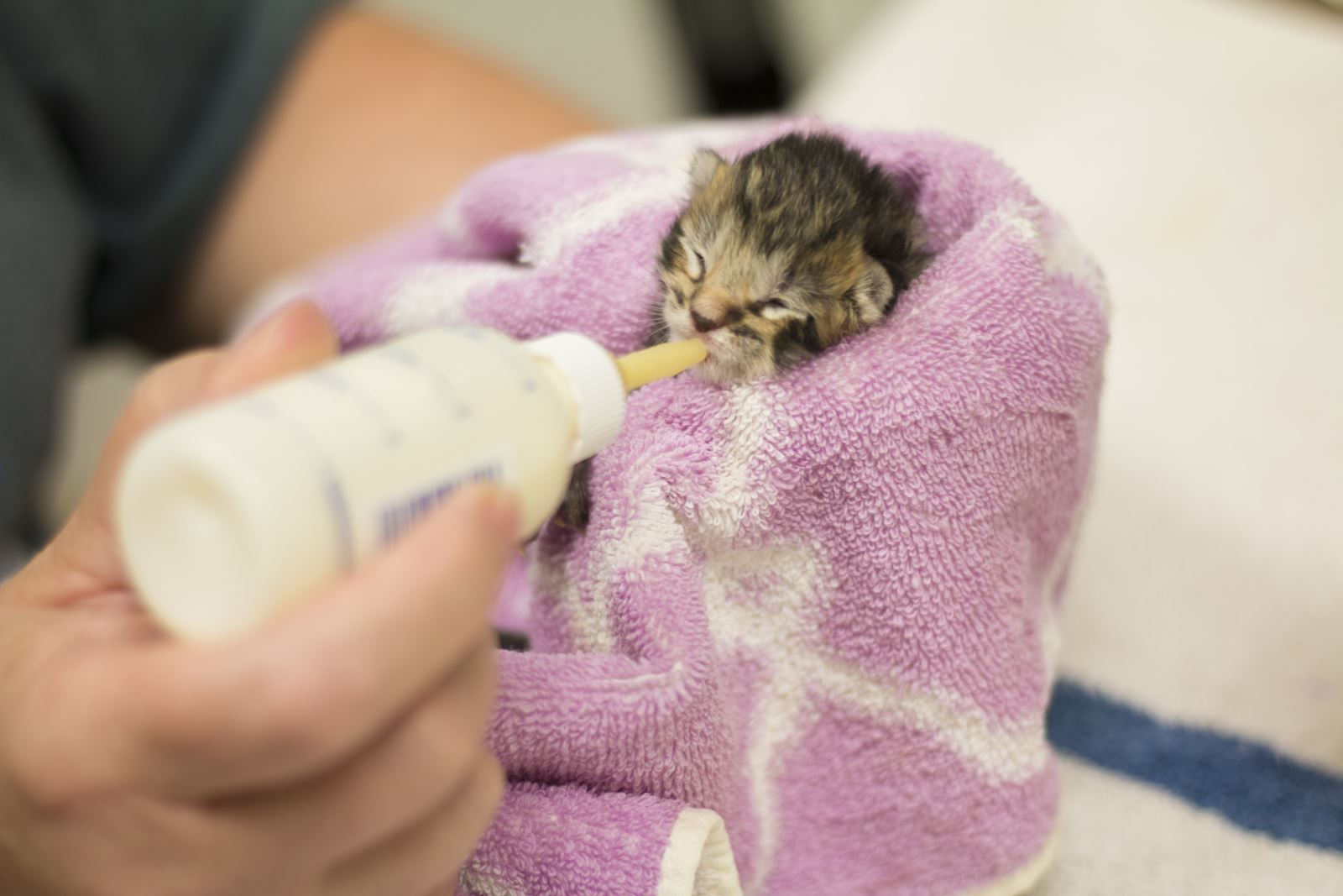 foster a kitten near me