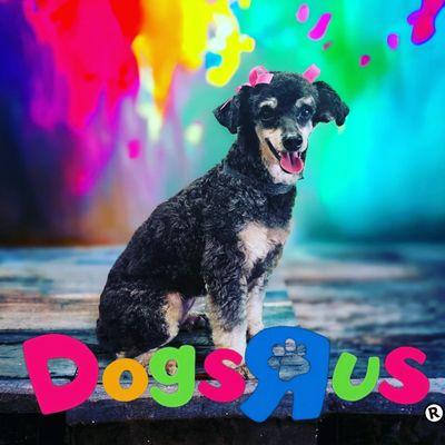 dogs r us pet grooming