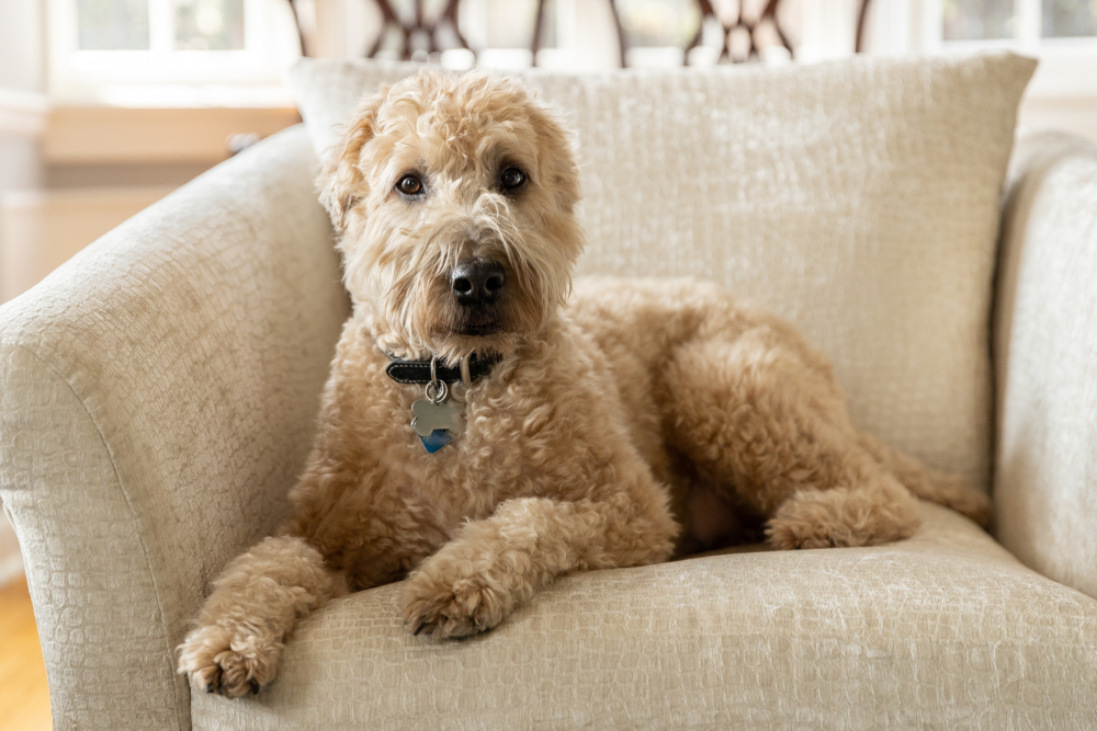 wheaten terrier photos