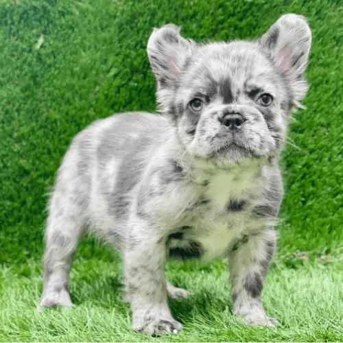 fluffy french bulldog merle