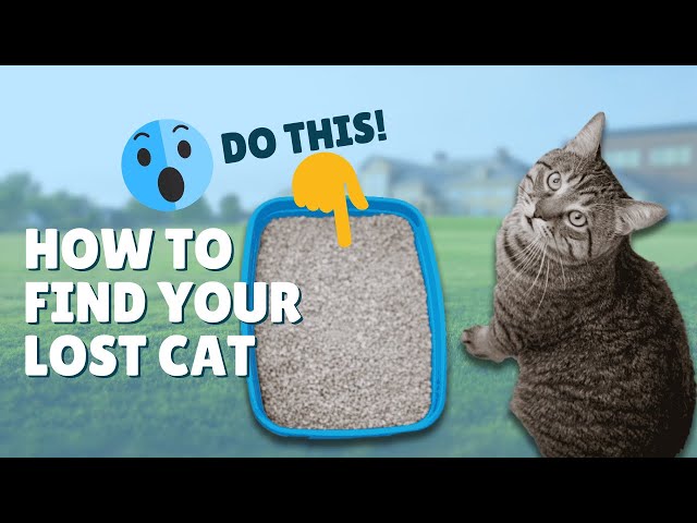 how to find your cat in the house