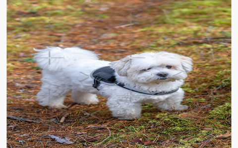 chihuahua bichon mix