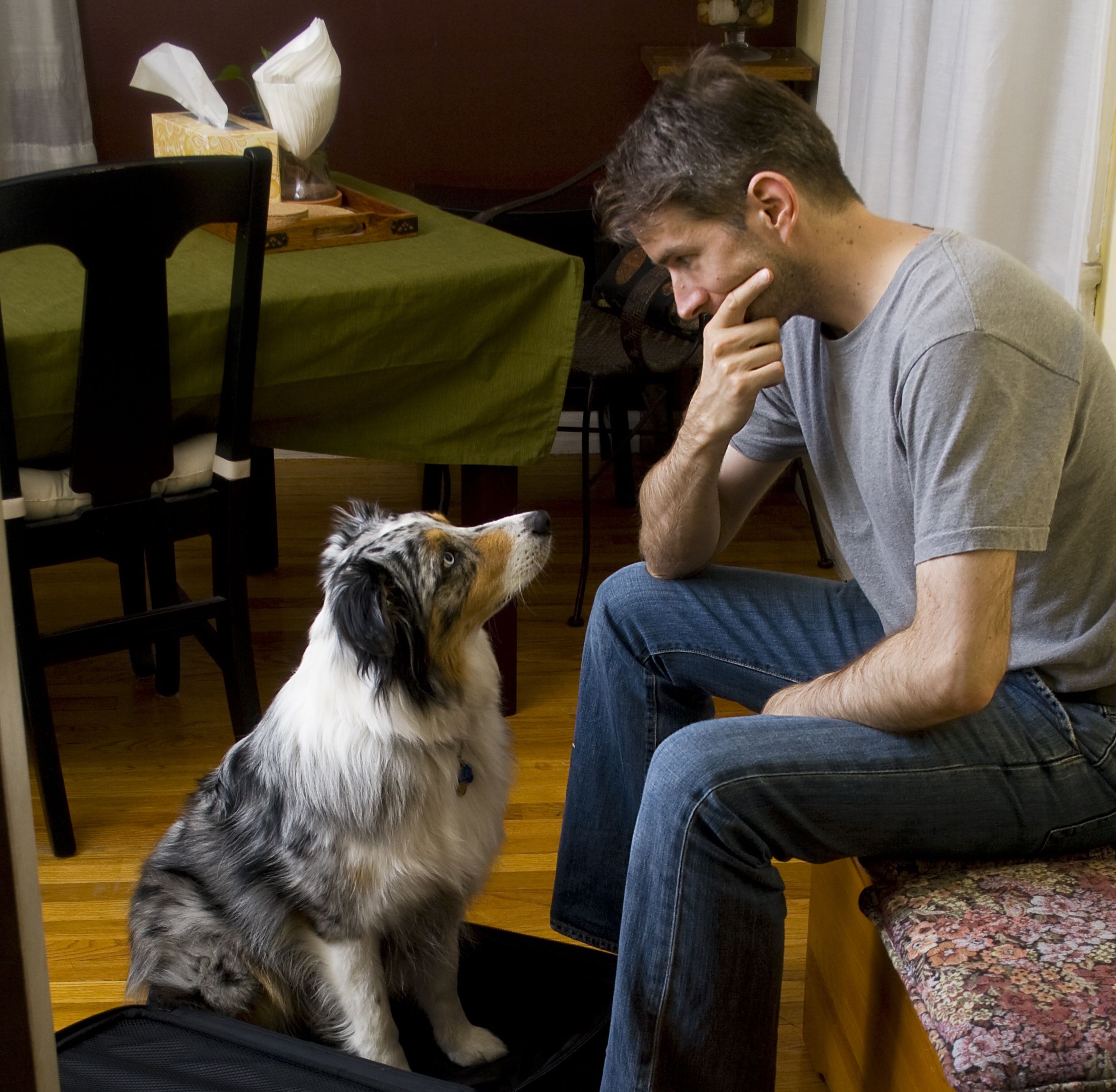 finding a new home for my dog