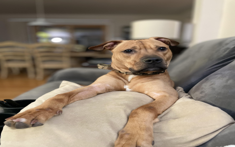 black mouth cur golden retriever mix