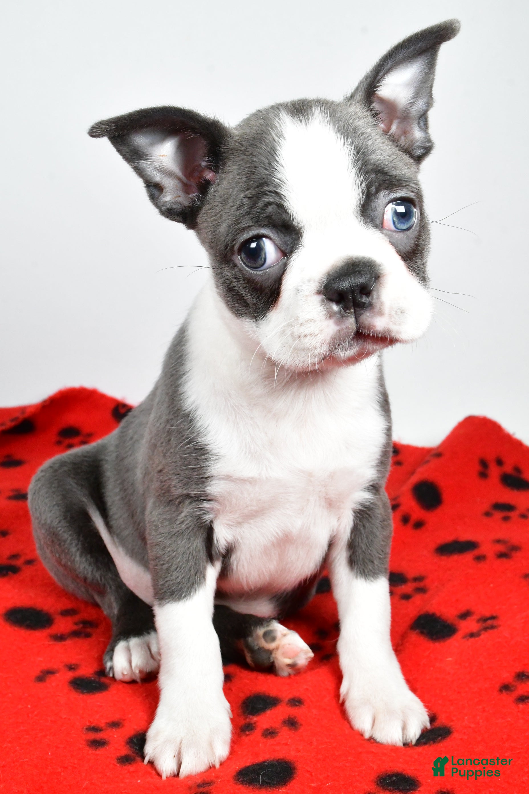 boston terrier puppies virginia for sale