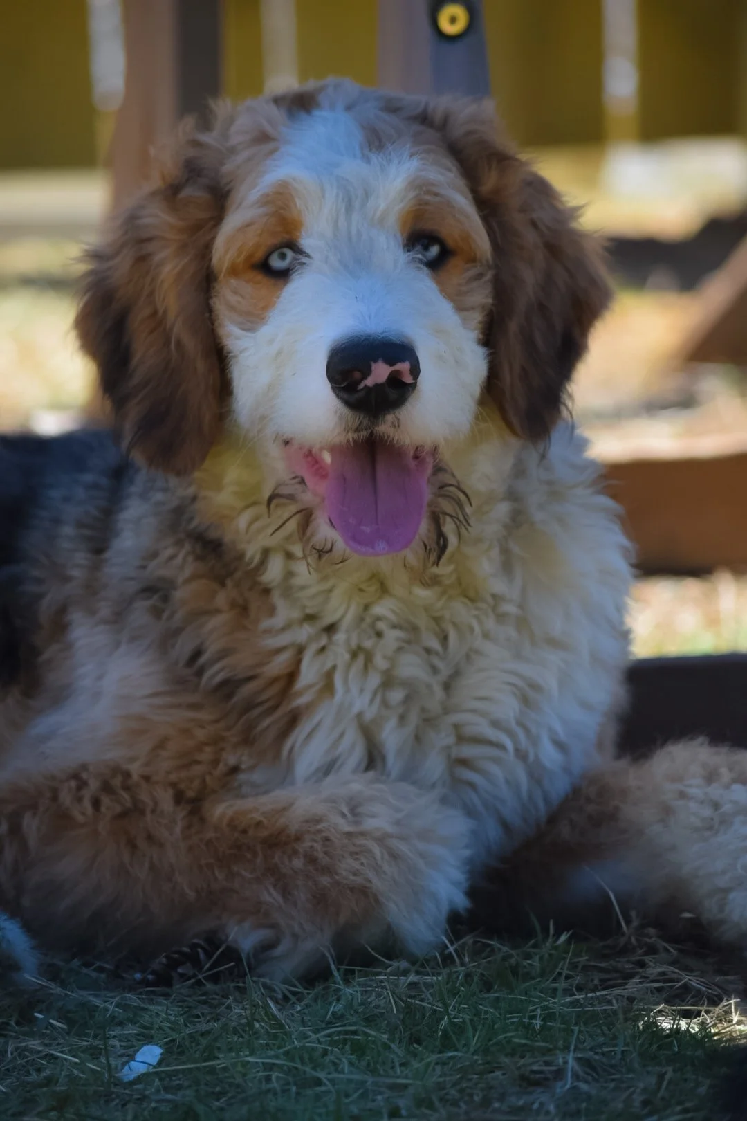 bernedoodle breeders new england