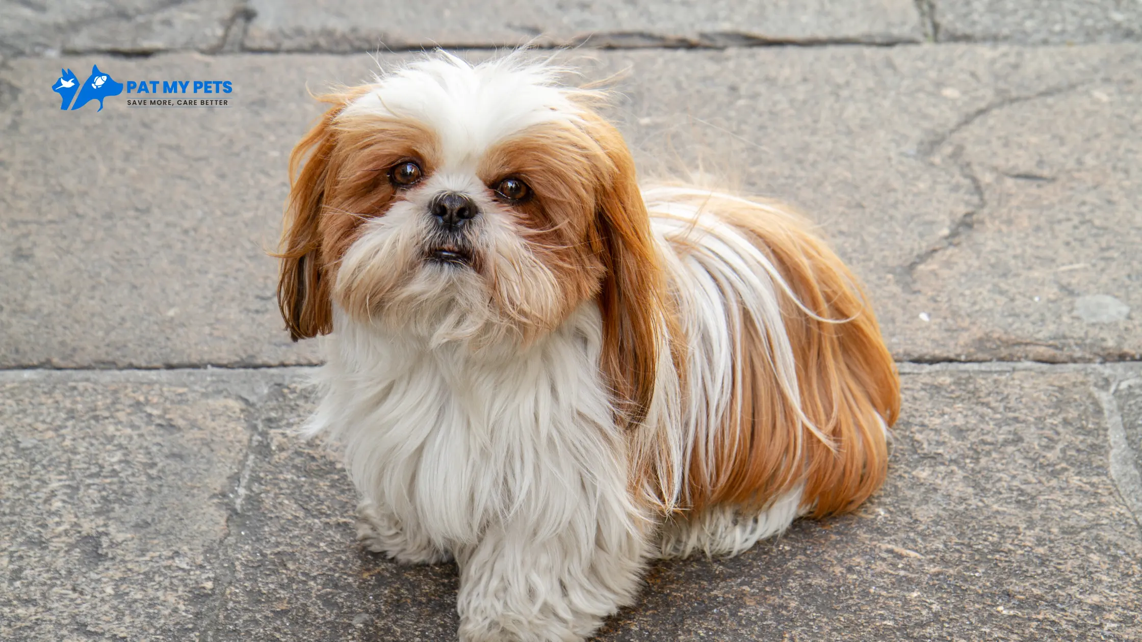 dog breed shih tzu price in india