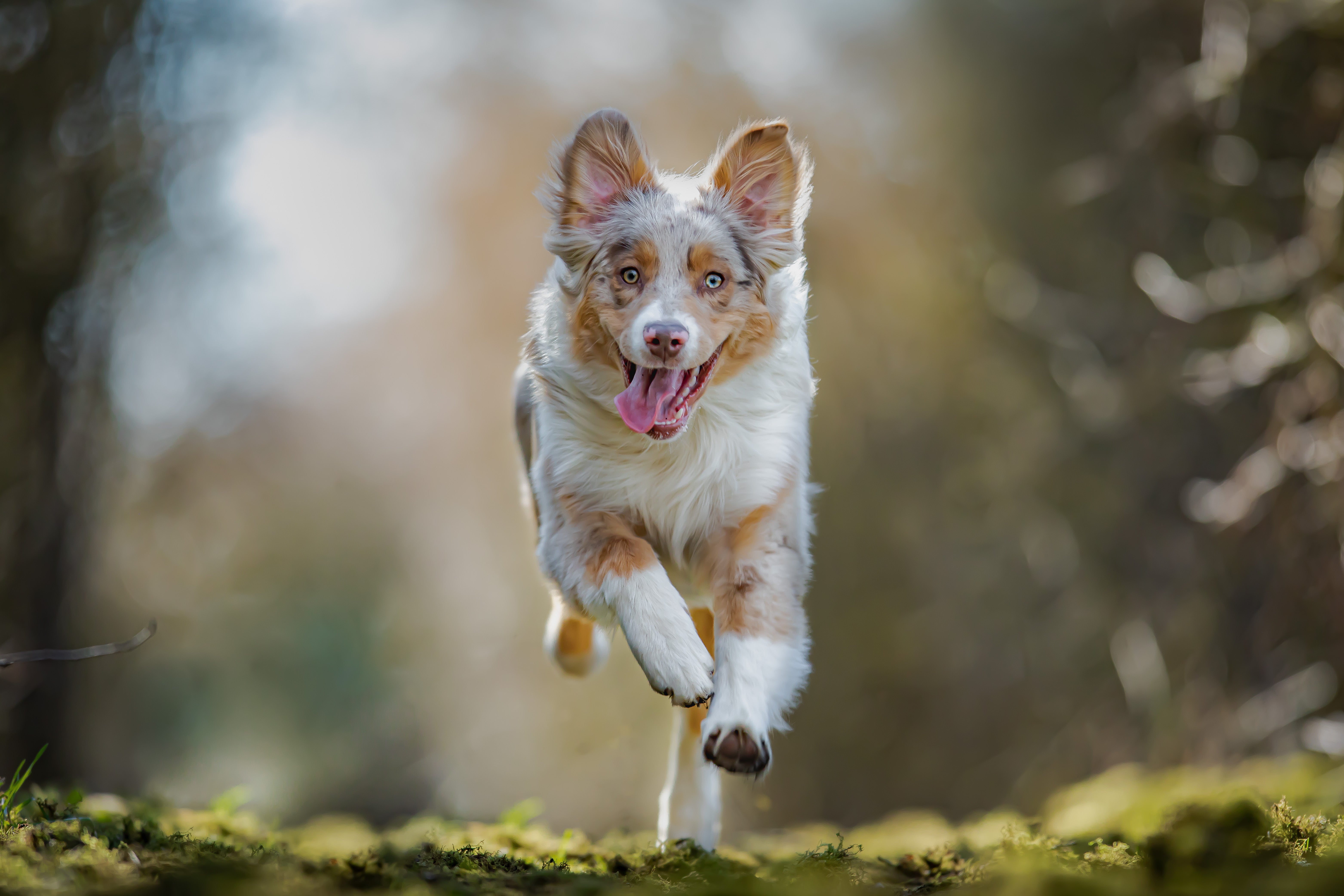 australian shepherd adoption near me