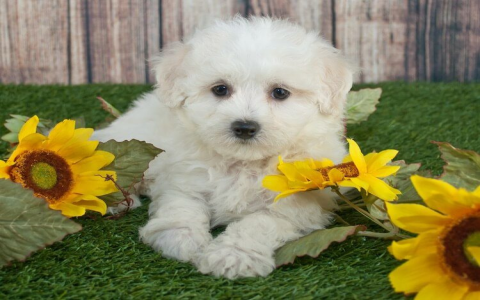 maltipoo puppies los angeles