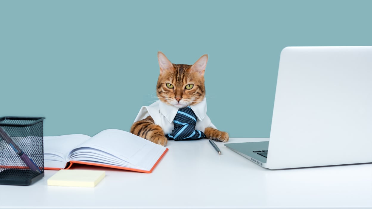 cat websites for cats