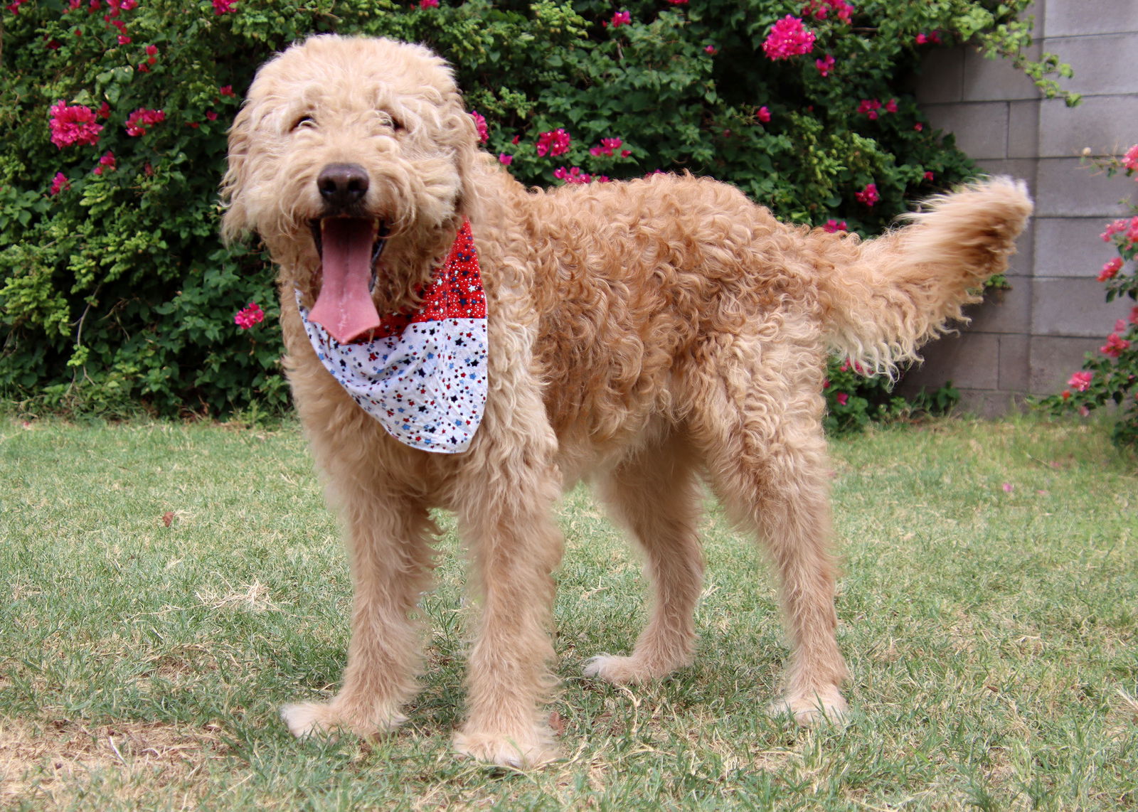 goldendoodle rescue arizona