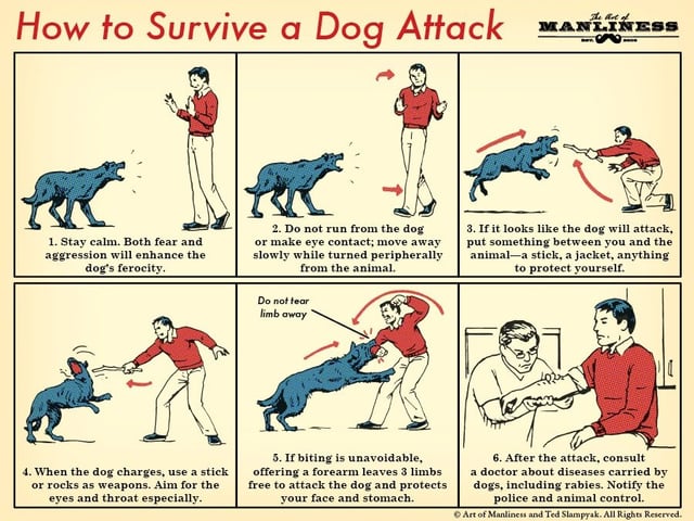 how to kill your dog