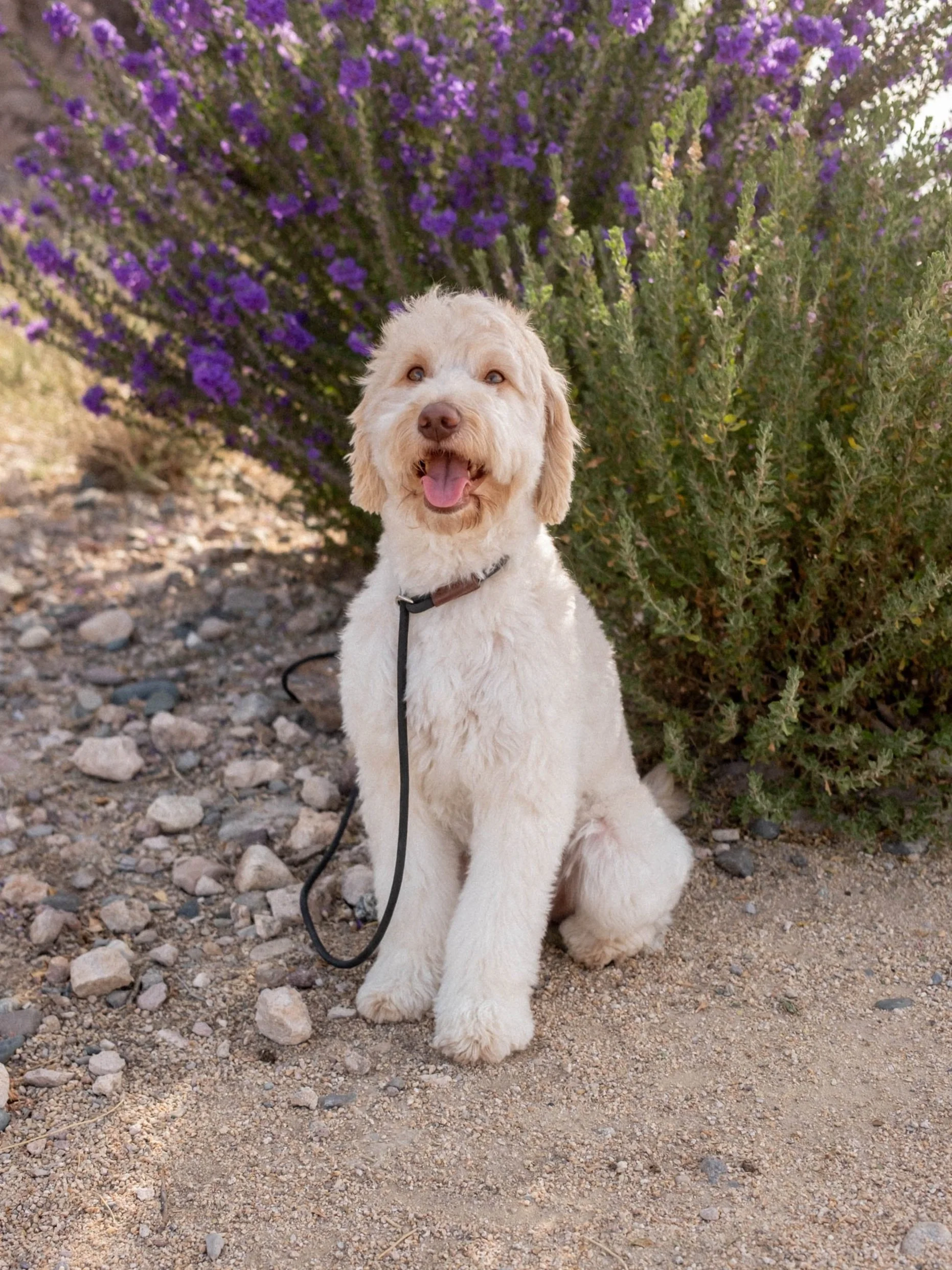 goldendoodle rescue arizona