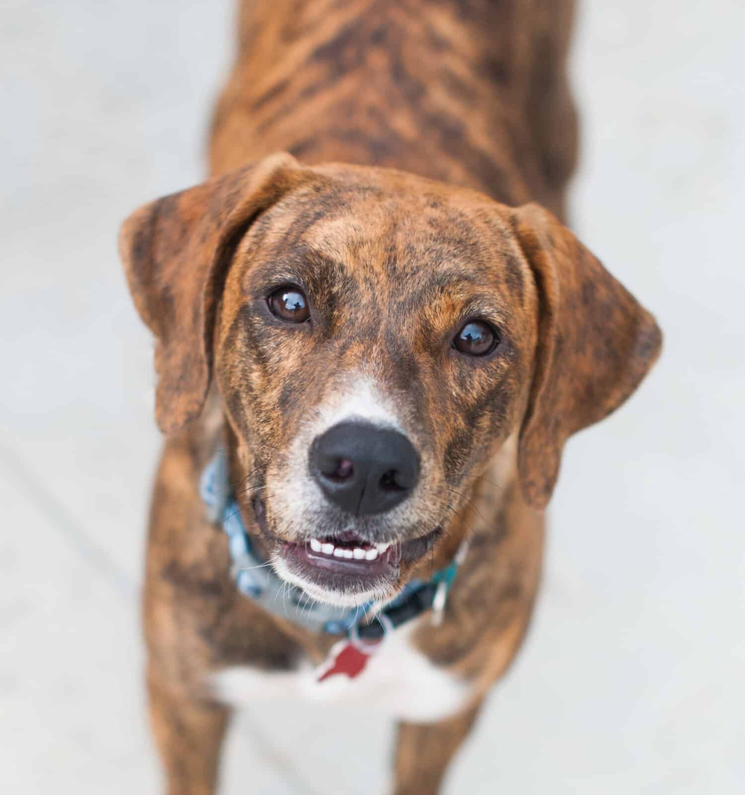 beagle amstaff mix
