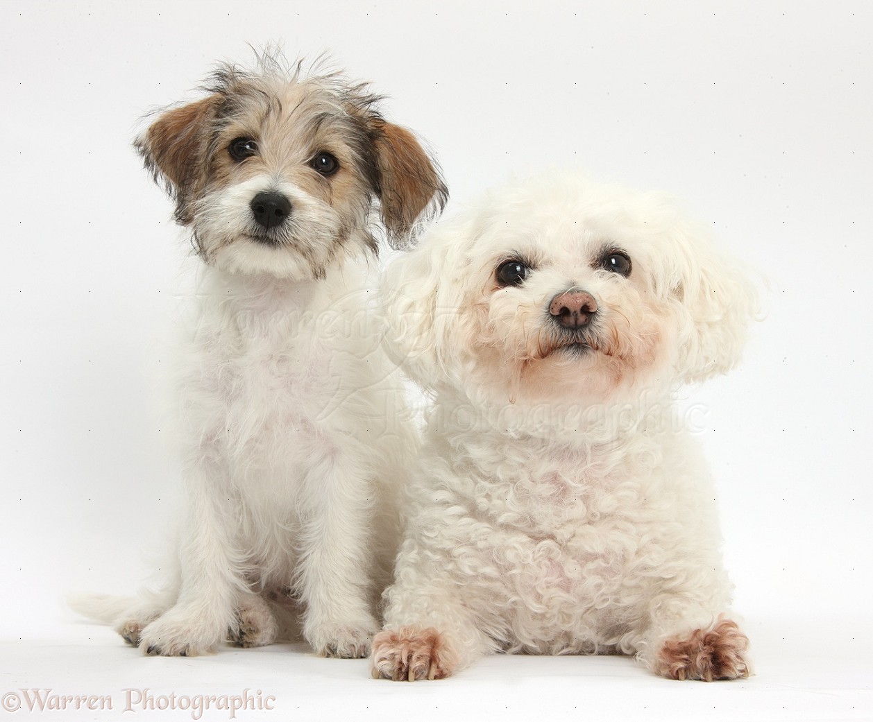 bichon frise and jack russell mix