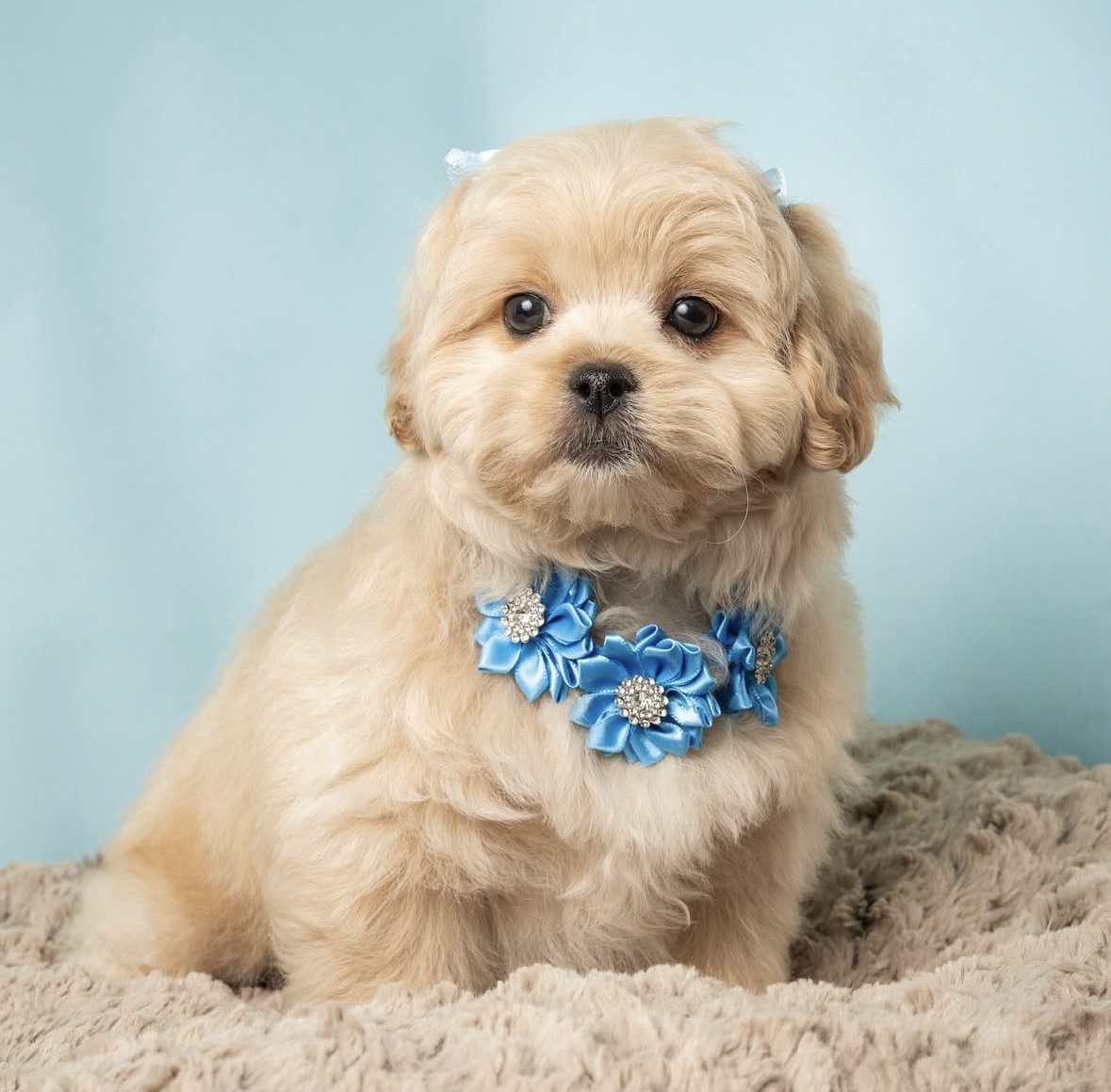 peekapoo for sale near me