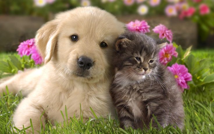 cute dog and cat