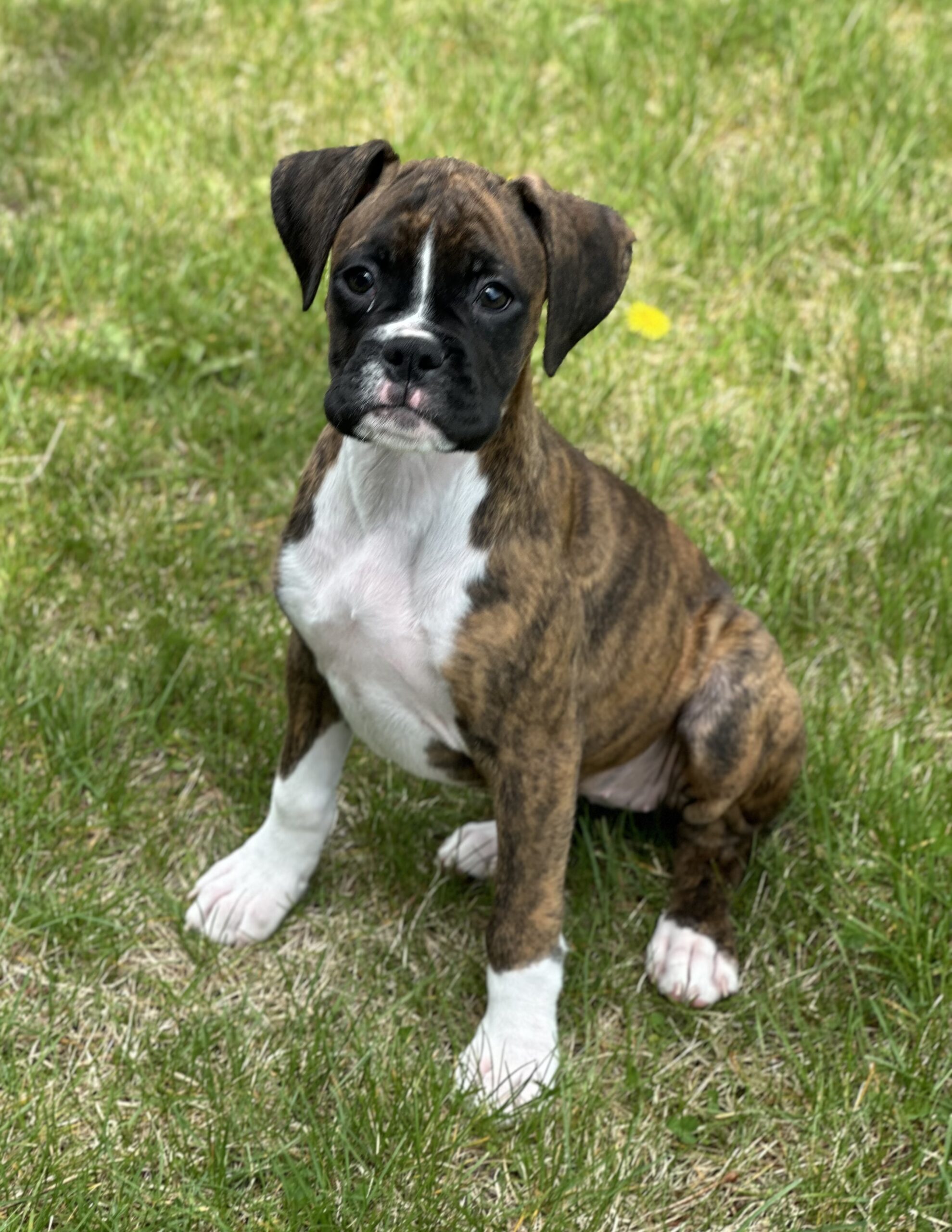 boxer puppy brindle